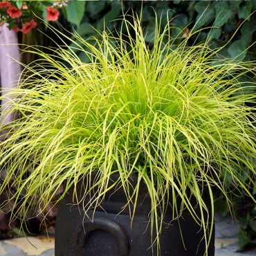 хамелм голд-1